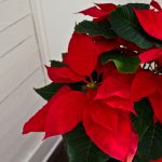 Guest Room Poinsettias