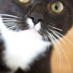tuxedo_cat_3