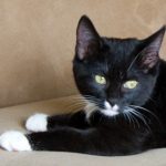 tuxedo_cat_20