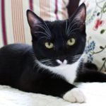 Max_Kit_Cat