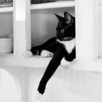 Tuxedo_Cat_Cabinet