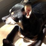 Chihuahua_And_Cat_5