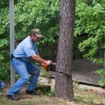 Cut_Down_A_tree_2 Cut_Down_A_tree_2