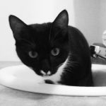 Tuxedo_Cat_1