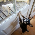 Black_And_Tan_Chihuahua_White_Dog