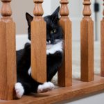 Tuxedo_Cat_Lettered_Cottage