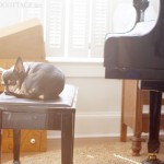 Black and Tan Chihuahua