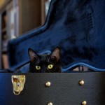 Tuxedo_Cat_Guitar_Case_Lettered_Cottage