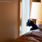 Tuxedo_Cat_Lettered_Cottage_1
