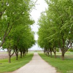 Tree_Avenue_Minnesota_Farm