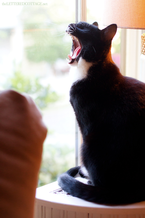 Kit_Cat_Yawn_Tuxedo_Cat