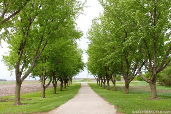 Tree_Avenue_Minnesota_Farm