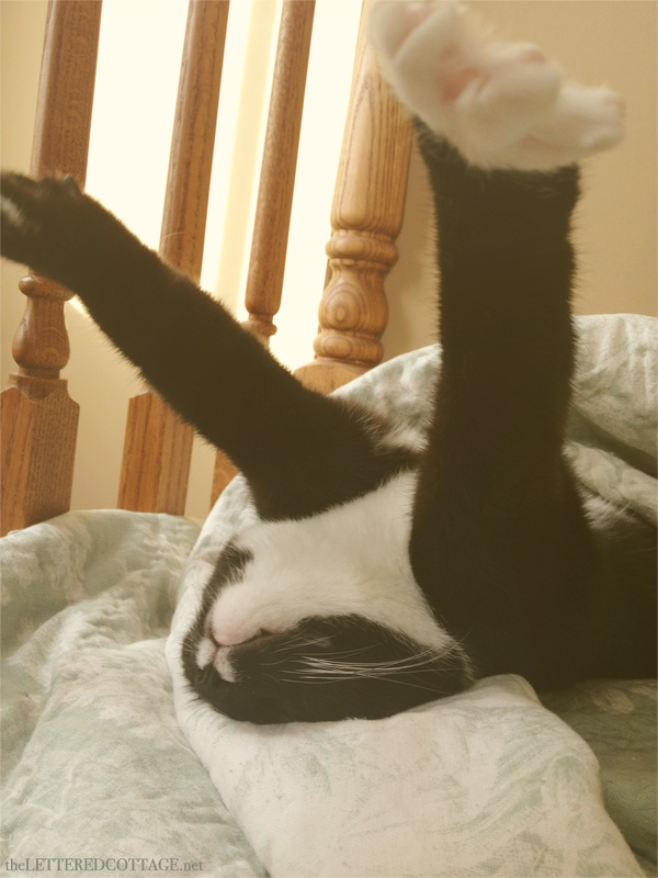 Tuxedo Cat Stretching
