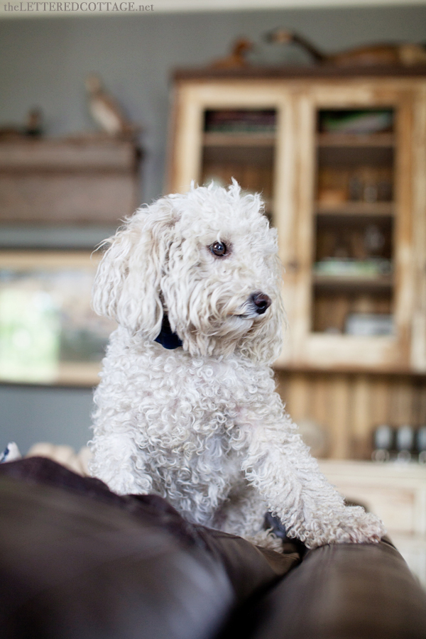 White Toy Poodle Dog | The Lettered Cottage