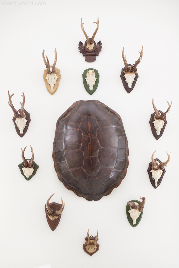 Atchison Home | Antlers | Turtle Shell