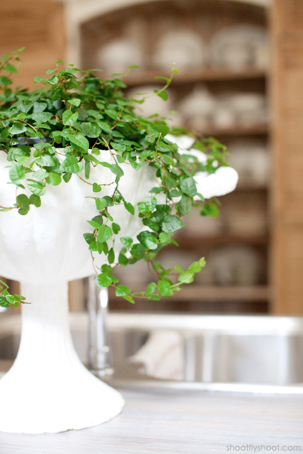 Atchison Home | Ivy Plant