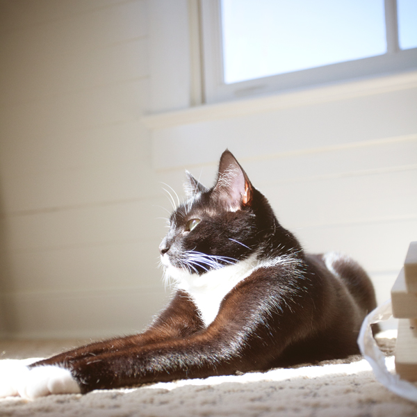 Tuxedo Cat | Carpet Squares