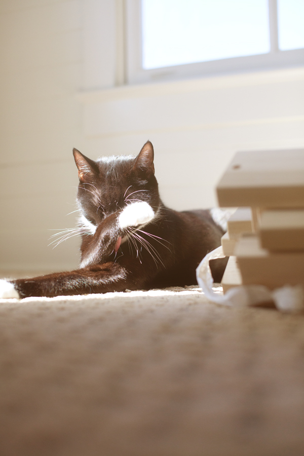 Tuxedo Cat | Flor Carpet Squares