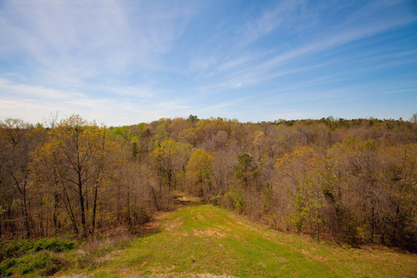 Woods and Sky | Millbrook Alabama