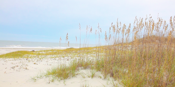 Tybee Island | Mermaid Cottages | Beach | Sea Oats