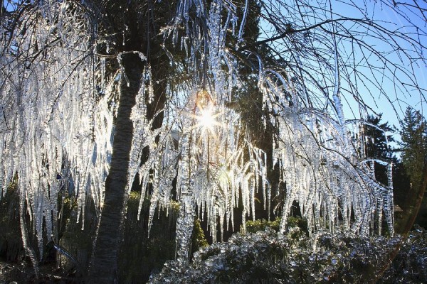 icicles-on-tree-branch