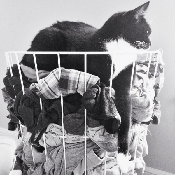 Cat On Laundry Hamper