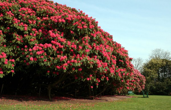 Floras in Flower | Heligan | England