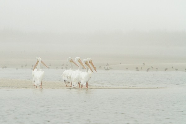 Pelicans | Little Tybee Island