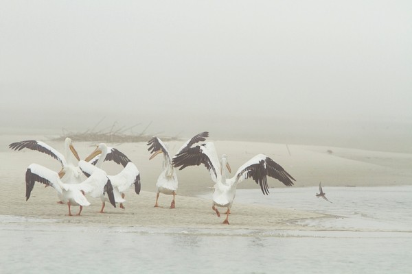 Pelicans on Little Tybee Island | Sundial Charters