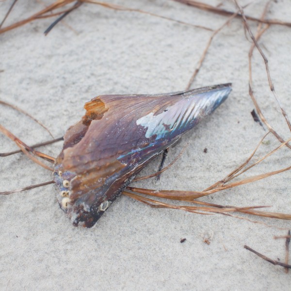Pen Shell | Tybee Island