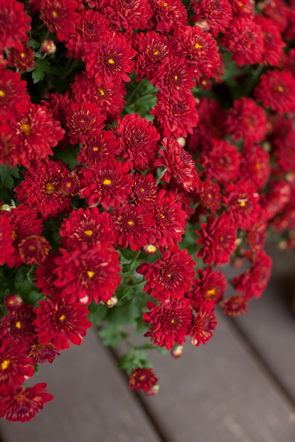 Mums | Fall | Decorating | Front Porch